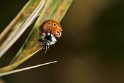oogvleklieveheersbeestje (anatis ocellata) 10-2011 2503